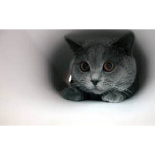 Алмазна мозаїка "Милий сіренький котик", на підрамнику 30*40см, в кор. 41*31*2,5см, ТМ Dreamtoys