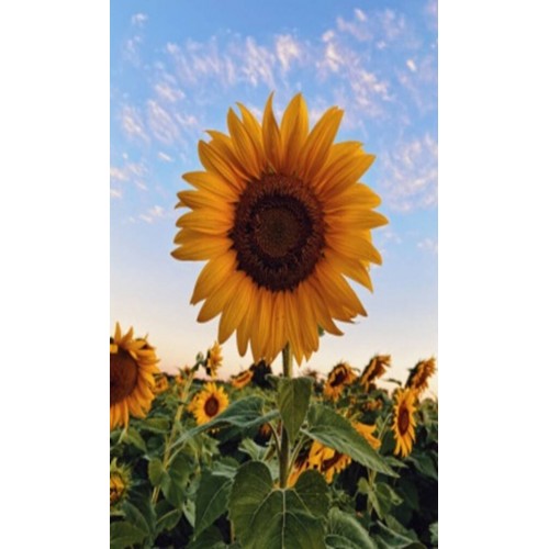 Алмазна мозаїка "Вище за всіх", на підрамнику 30*40см, в кор. 41*31*2,5см, ТМ Dreamtoys