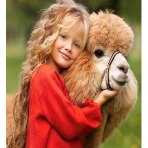 Алмазна мозаїка "Альпака", на підрамнику 30*40см, в кор. 41*31*2,5см, ТМ Dreamtoys