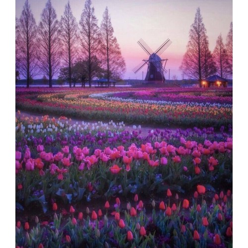 Алмазна мозаїка Тюльпани на заході 30*40см на рамці в кор.31*41*2 5см ТМ Dreamtoys