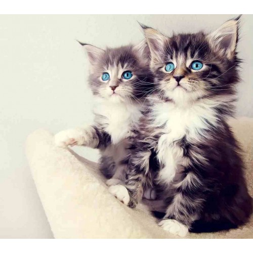 Алмазна мозаїка "Кошенята", на підрамнику 30*40см, в кор. 31*41*2,5см, ТМ Dreamtoys